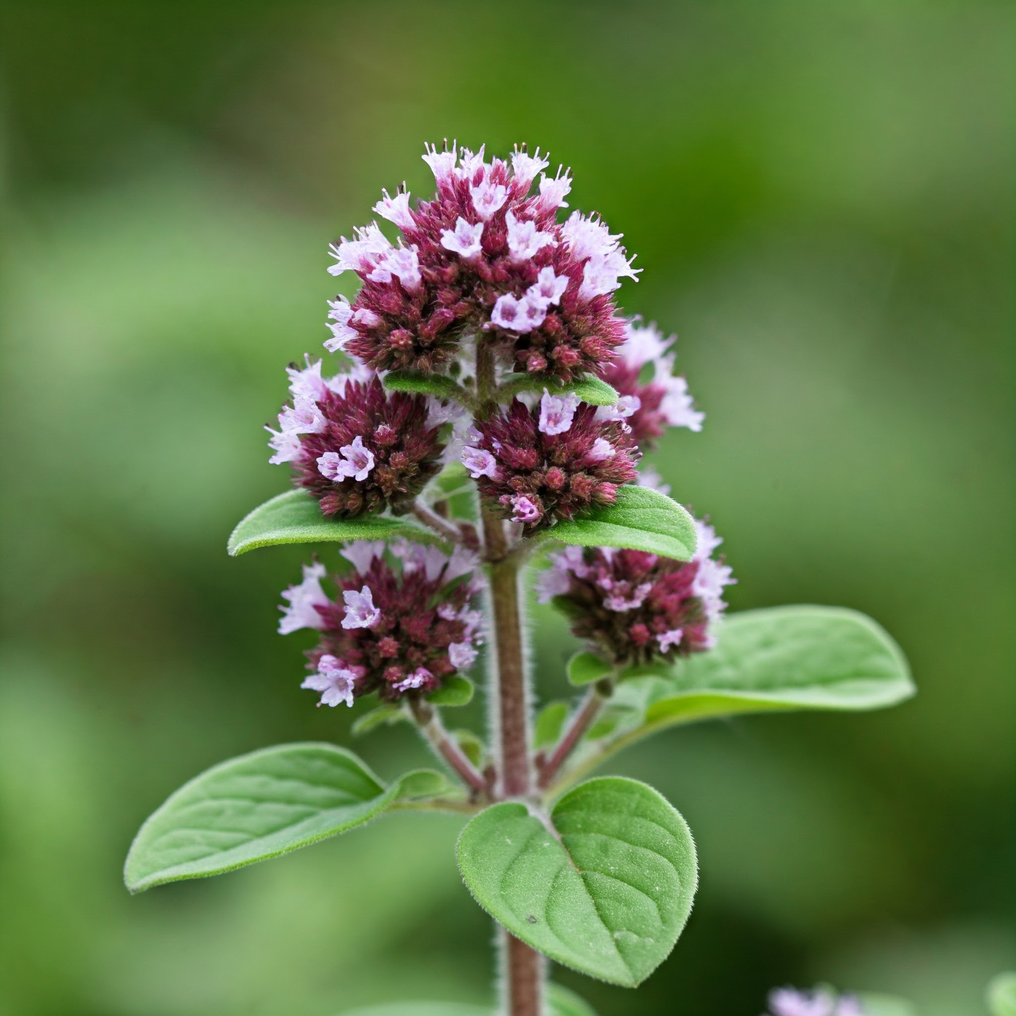 Majoránka zahradní (Origanum majorana)